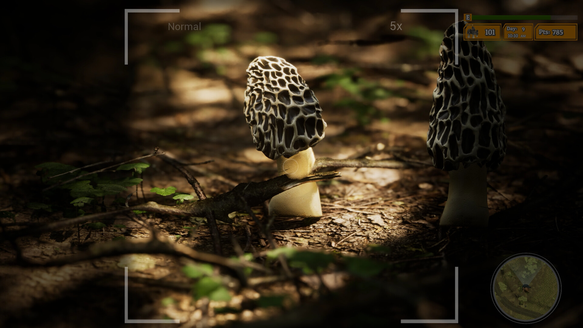 《羊肚菌：猎人2》开启蘑菇狩猎与野生动物摄影之旅